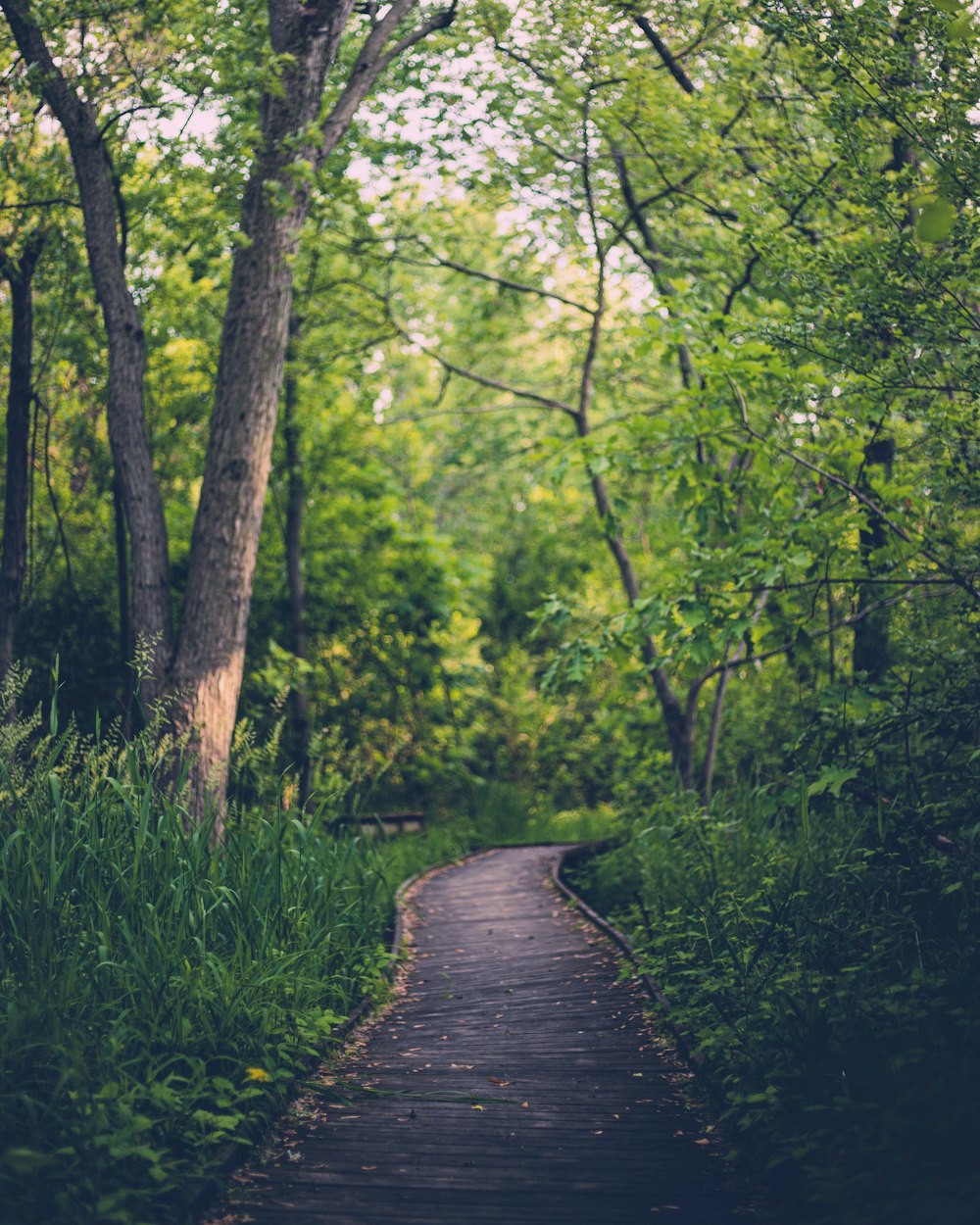 pathway between trees