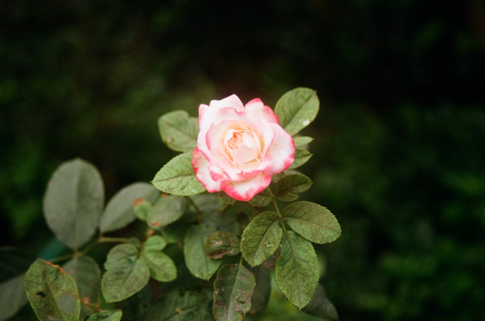 pink and white rose