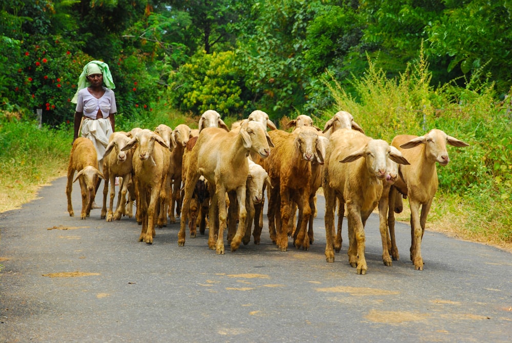 woman walking together with brown goats on road