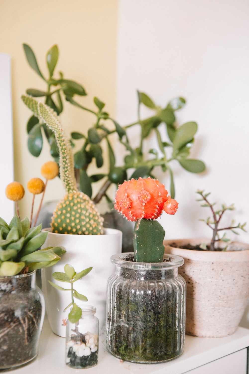 Plantas de cactus verdes