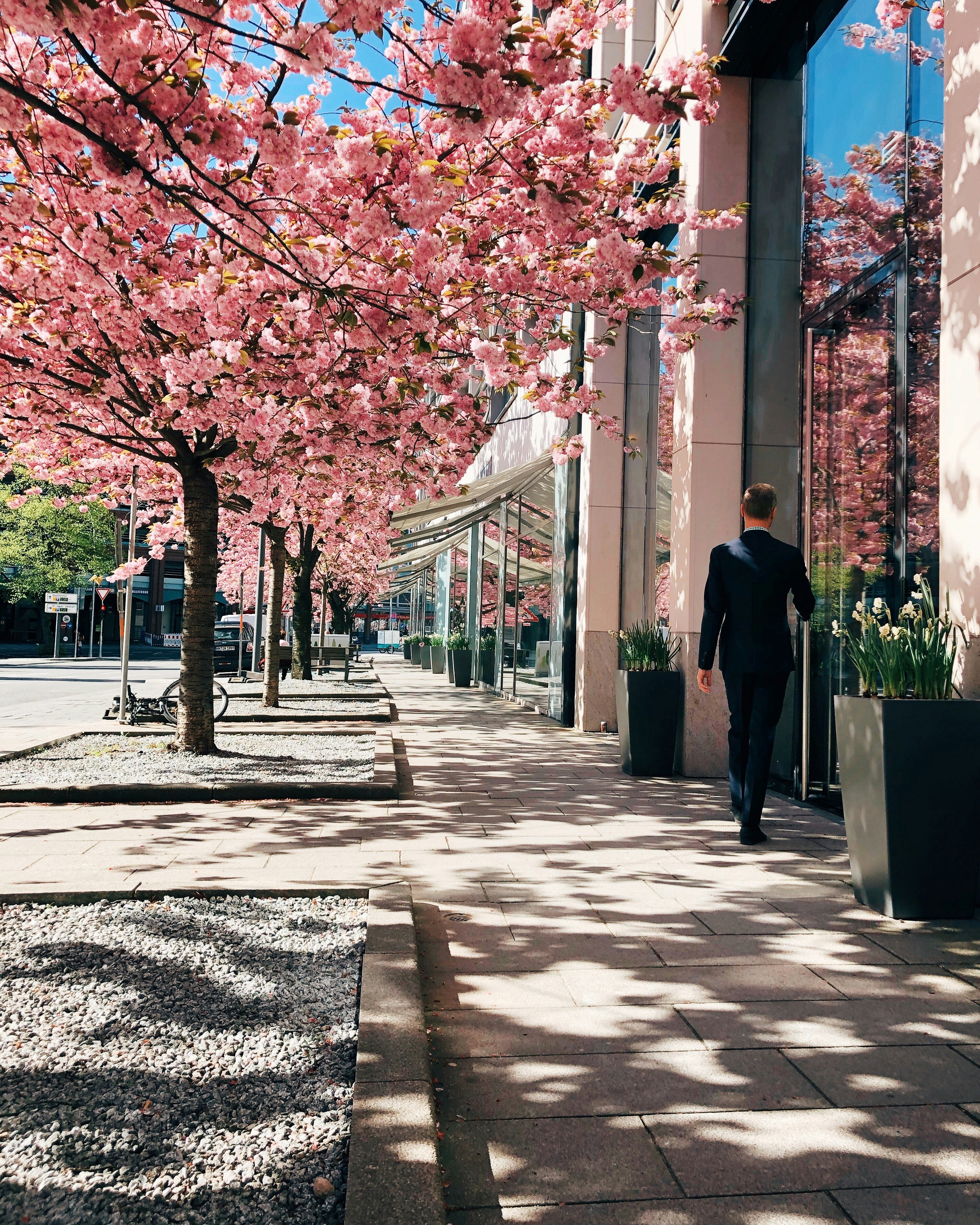 man walking near pink leafed tree