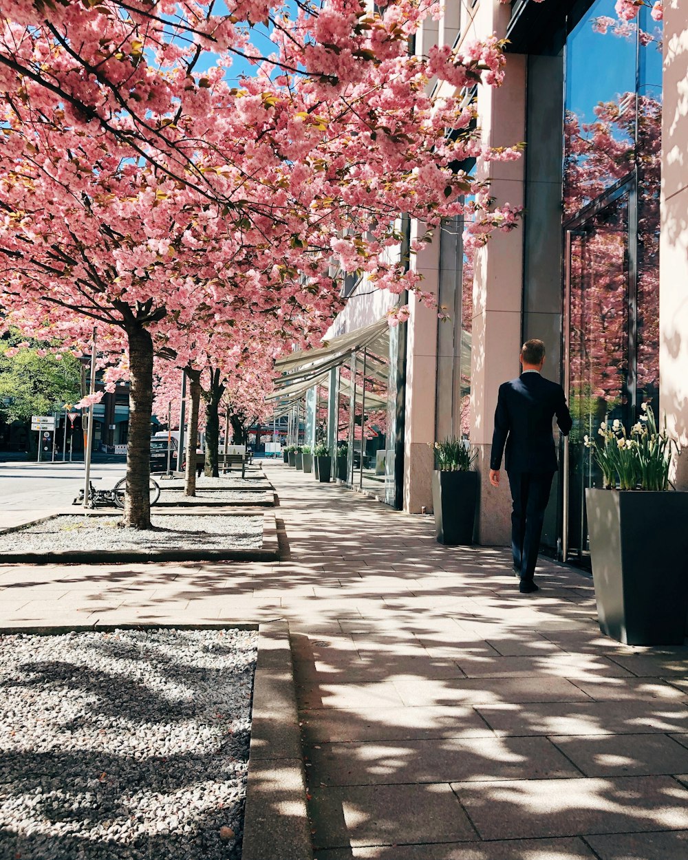 man walking near pink leafed tree