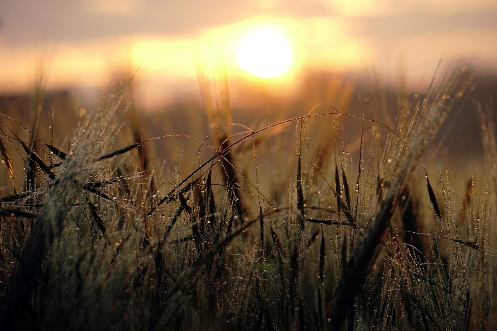 a field of grass with the sun setting in the background