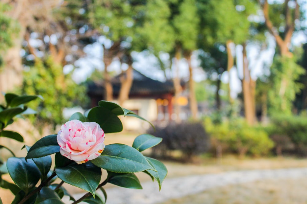 pink flower with green leaves