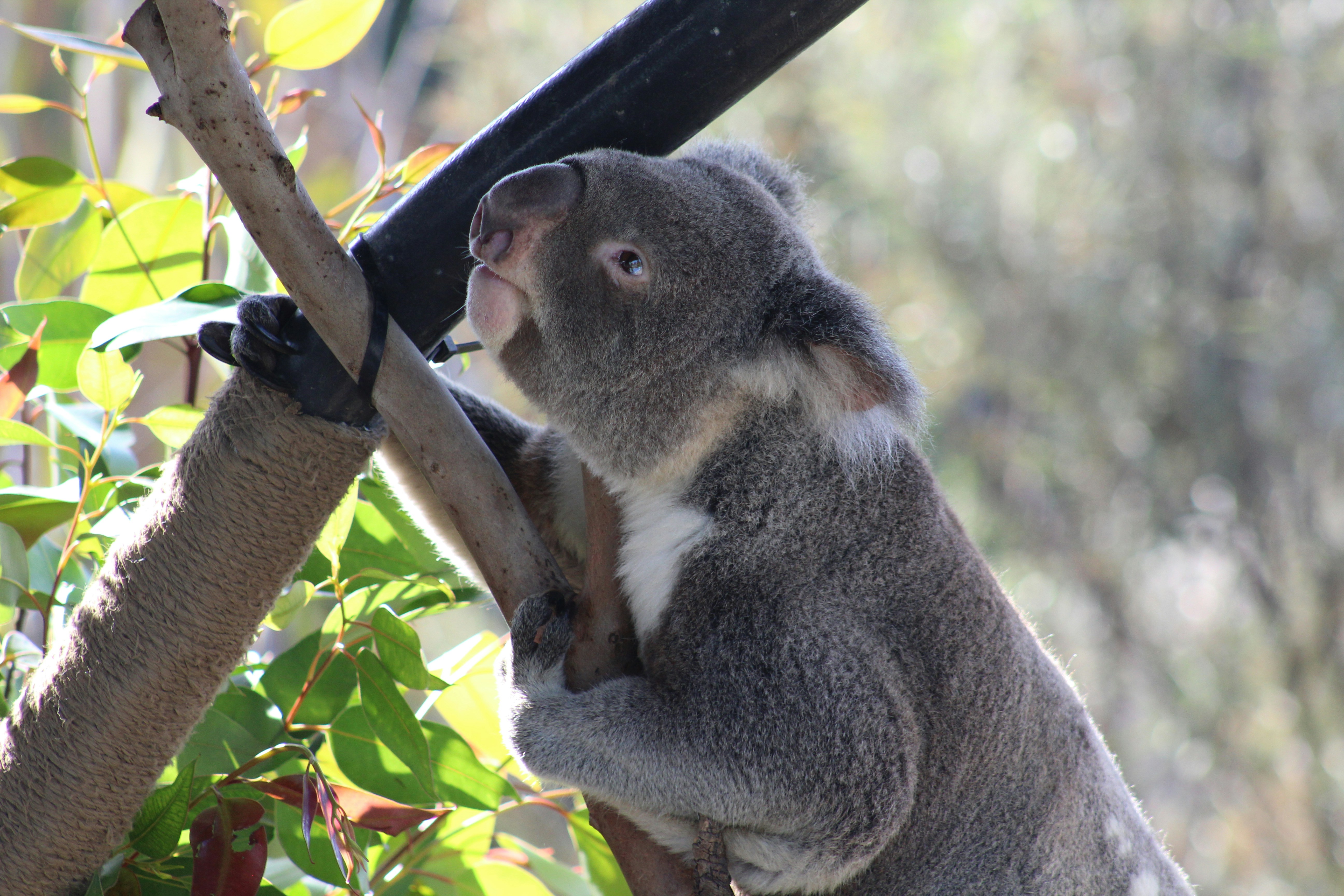 The Probiotic Revolution in Koala Conservation (image credits: unsplash)
