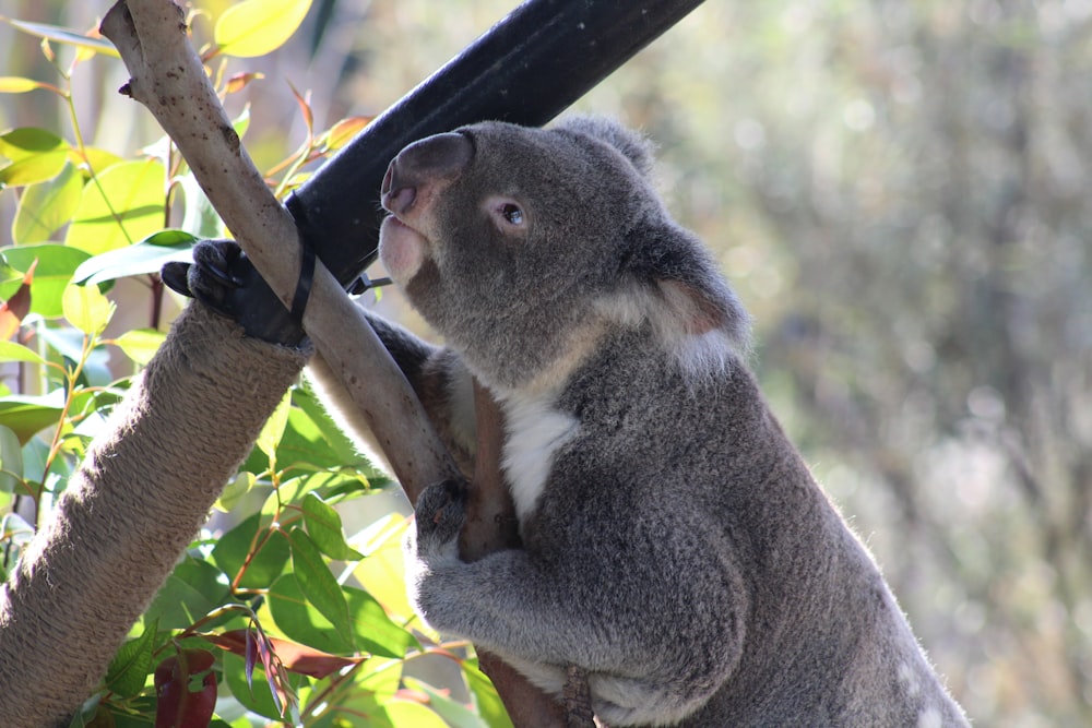 grey koala on tree branch in close-up photography