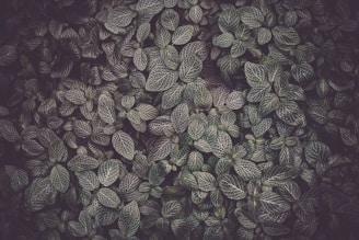 green leaves
