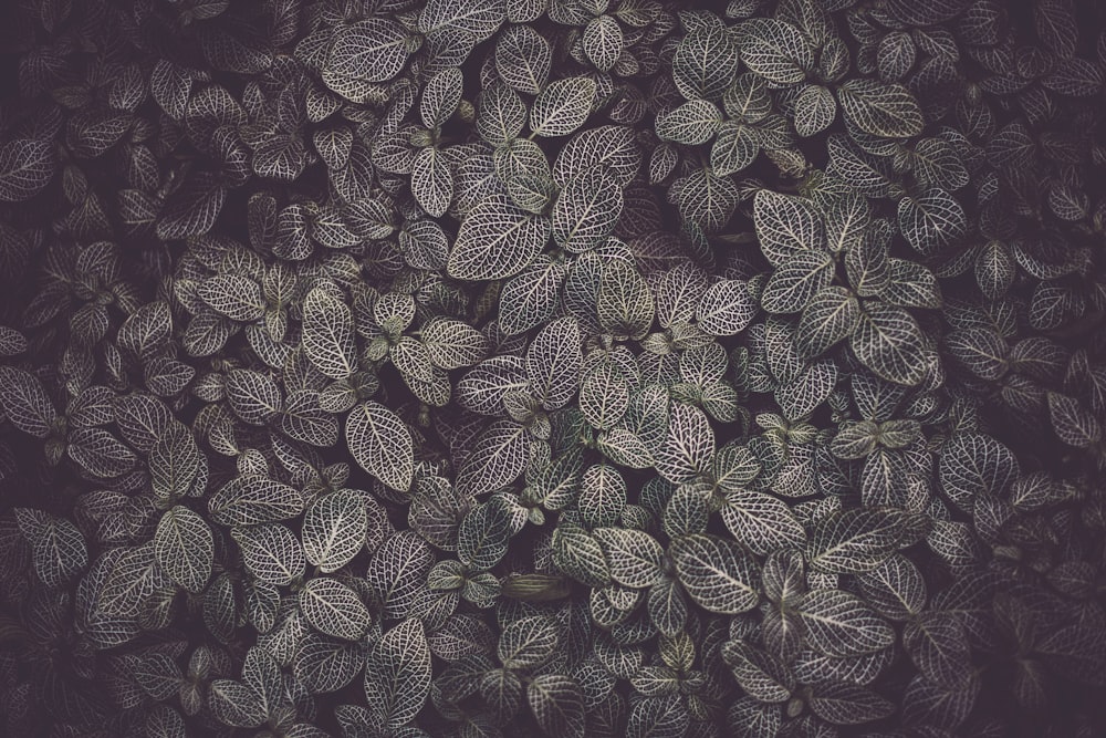 green leaves