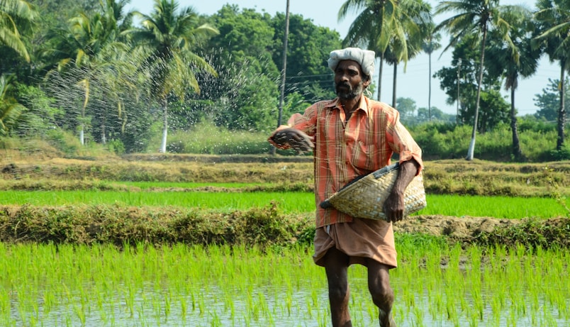 man standing while carrying wicker basket in the middle of rice field surrounded with tall trees