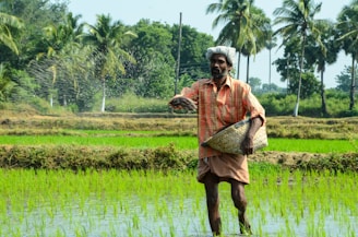 man standing while carrying wicker basket in the middle of rice field surrounded with tall trees
