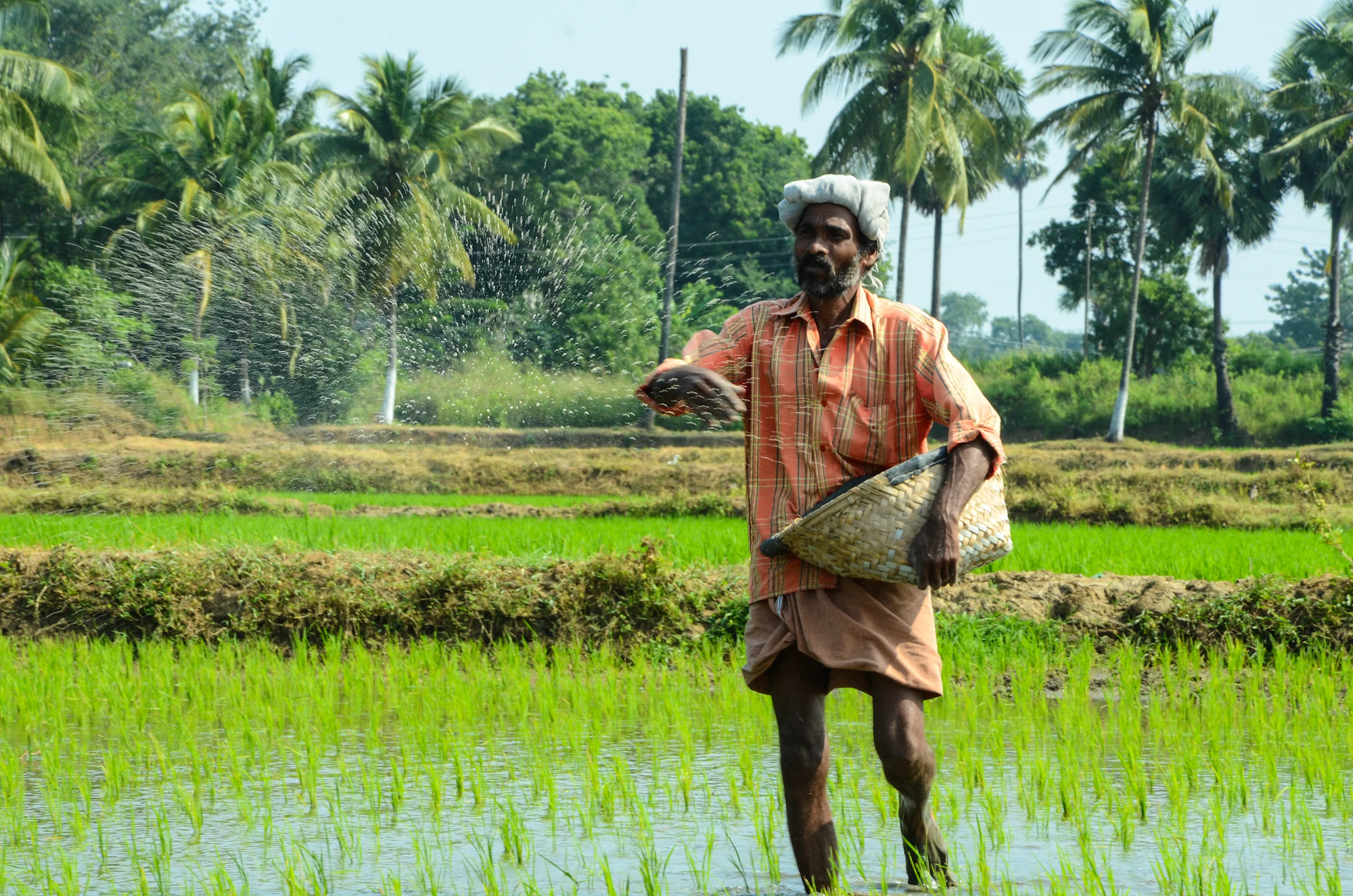 A farmer broadcasting fertilizer by hand across a flooded paddy field