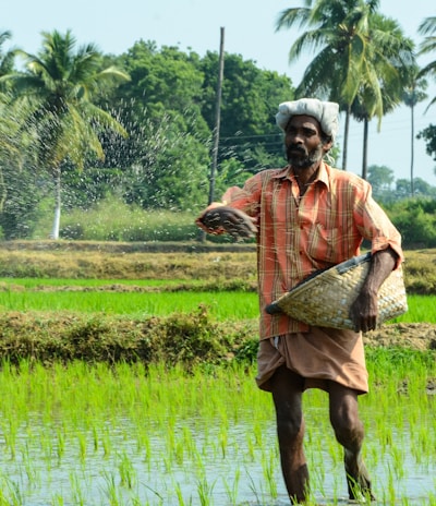 man standing while carrying wicker basket in the middle of rice field surrounded with tall trees