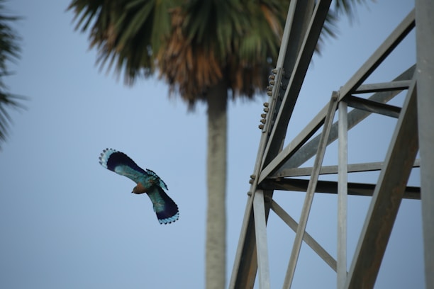 A vibrant collage showing a rescued bird, underwater diving scene, and a drone flying over a lush forest.