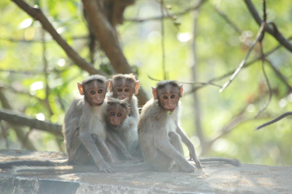 Four brown monkeys sitting close to each other photo – Free Mammal Image on  Unsplash