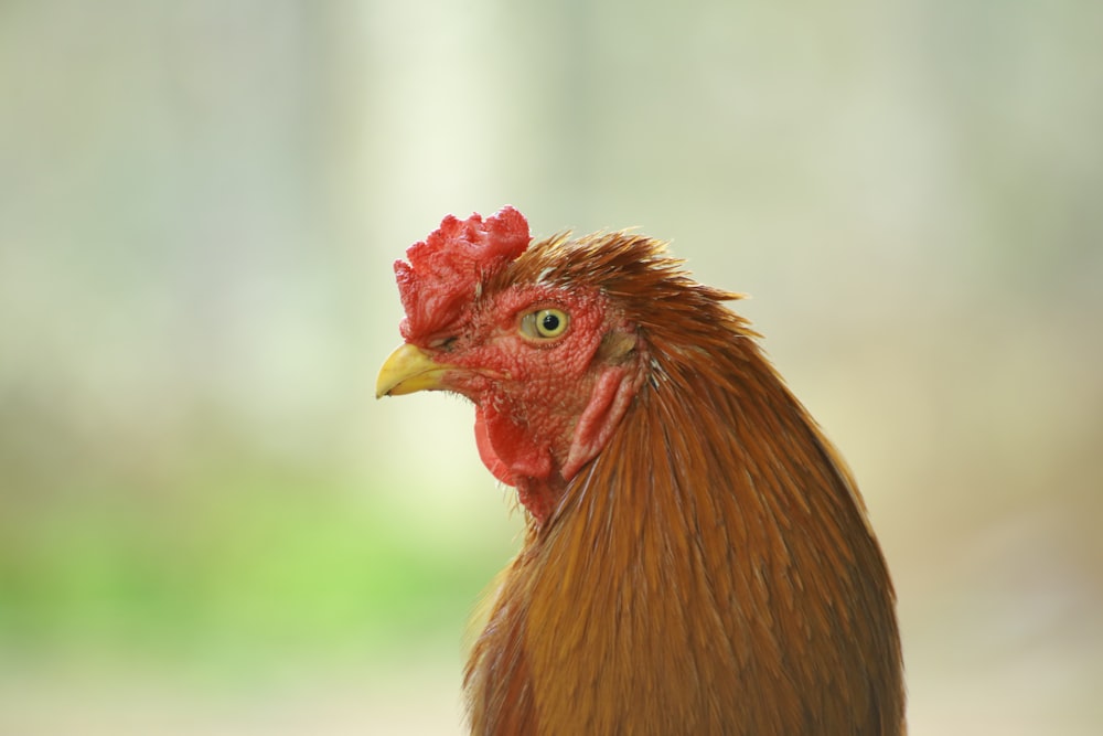 brown rooster