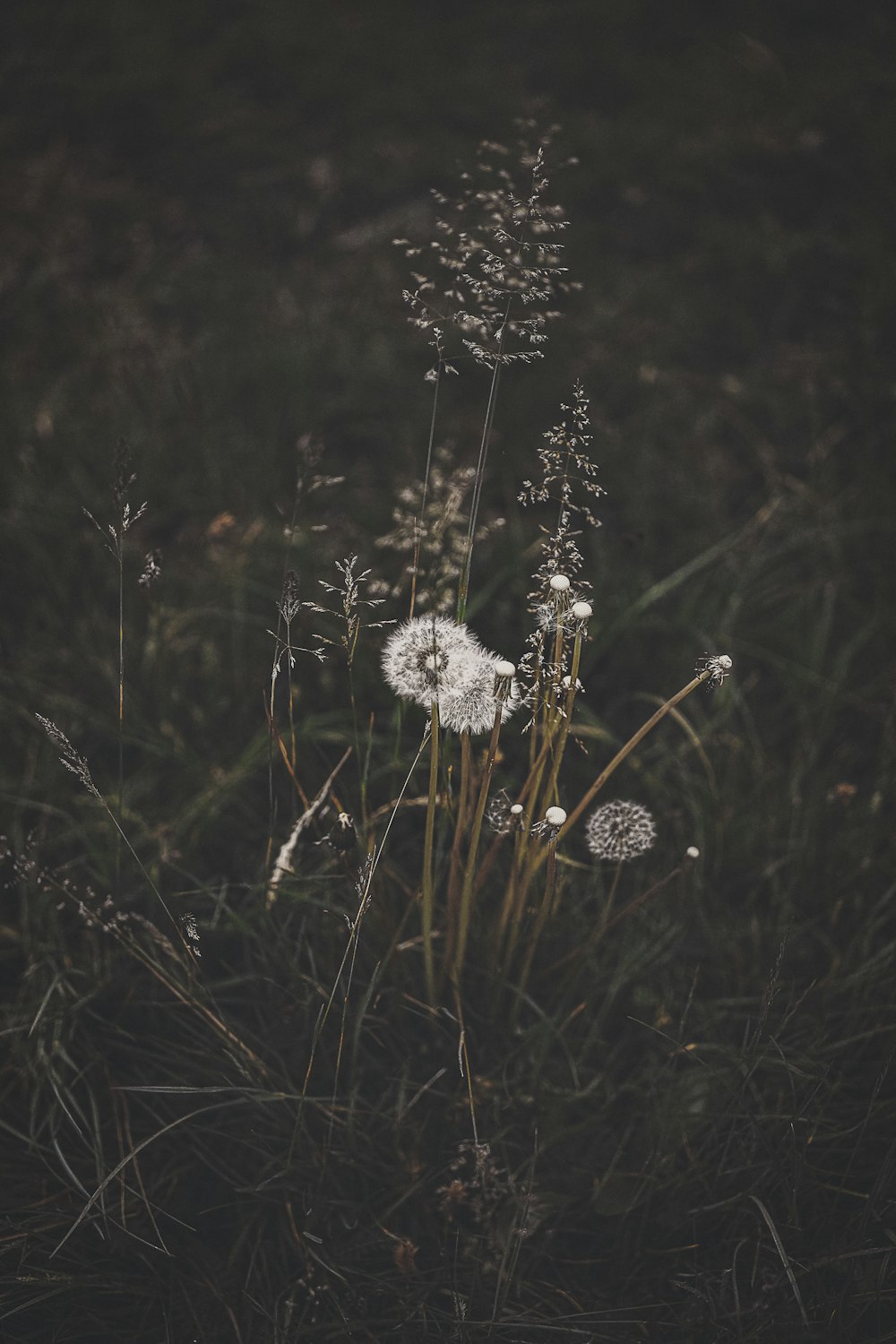 Flores de diente de león blanco