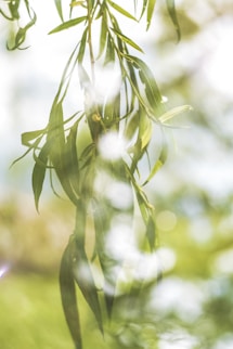 green-leafed tree