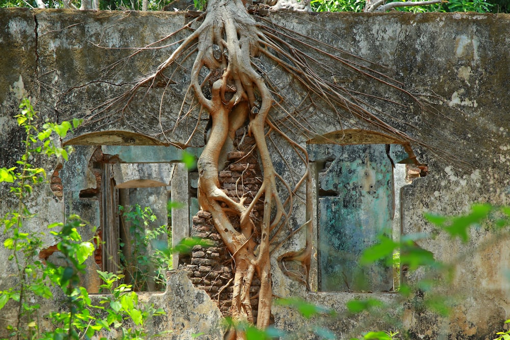 a tree growing out of the side of a building