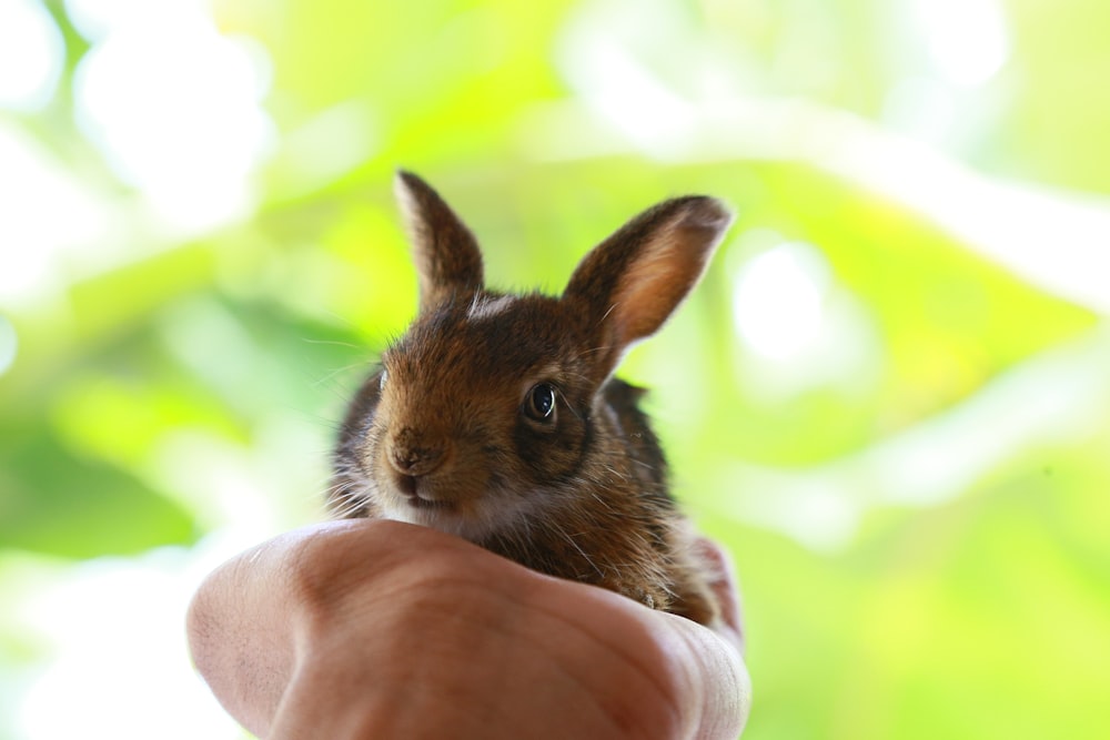 brown rabbit