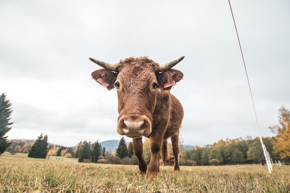 low-angle photography of brown cow