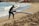 A person in a wetsuit is carrying a long red and white paddleboard up a sandy beach. The beach has gentle waves rolling in from a blue ocean. In the background, there are a few more beachgoers and orange buoys scattered along the shoreline.