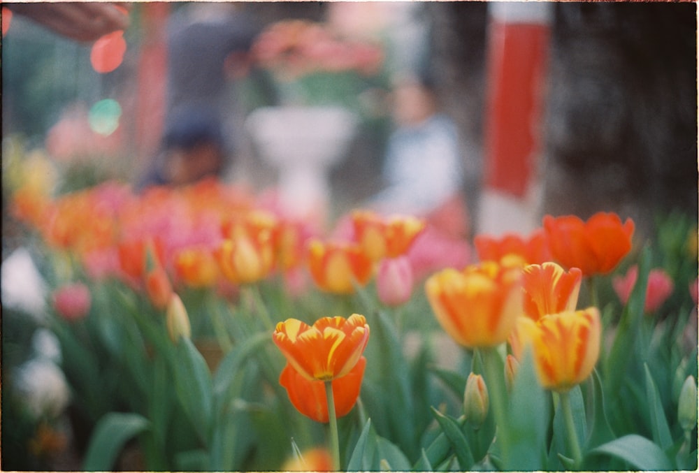 orange flower field on selective focus photography