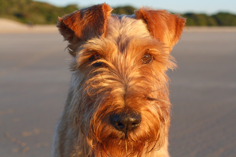 photo en gros plan d’un chien à poil long