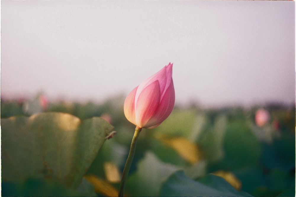 pink flower bud