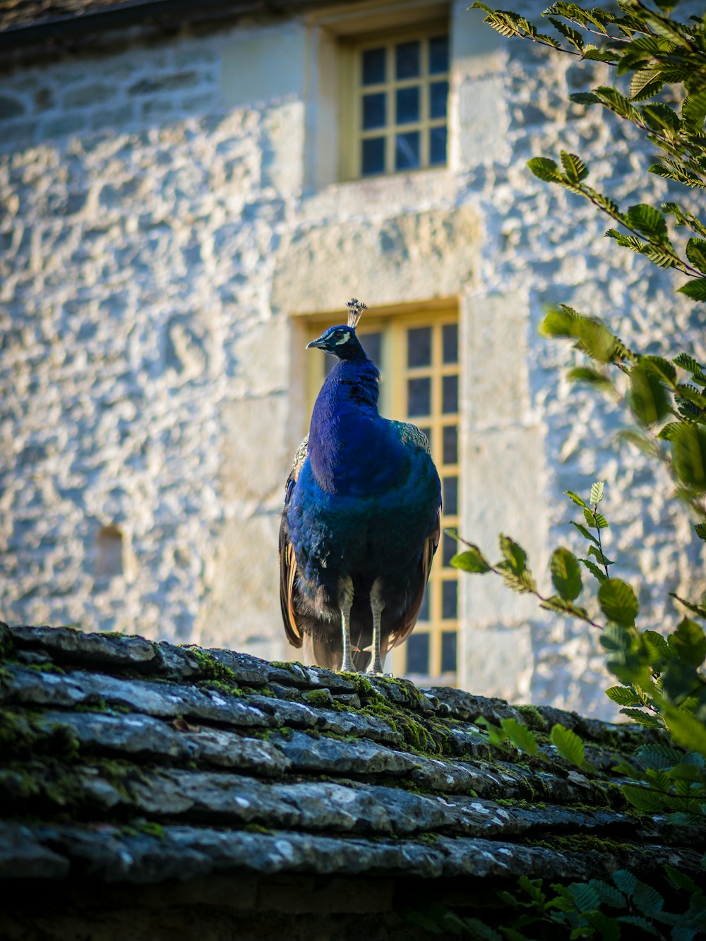 blue peacock perching on grey surface during daytime