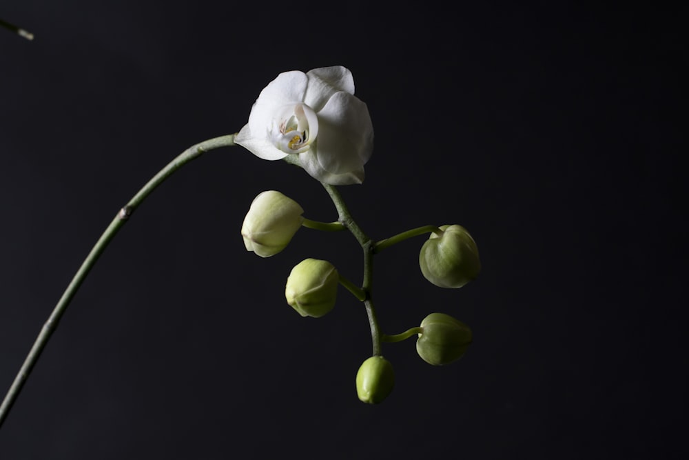 white and green petaled flower