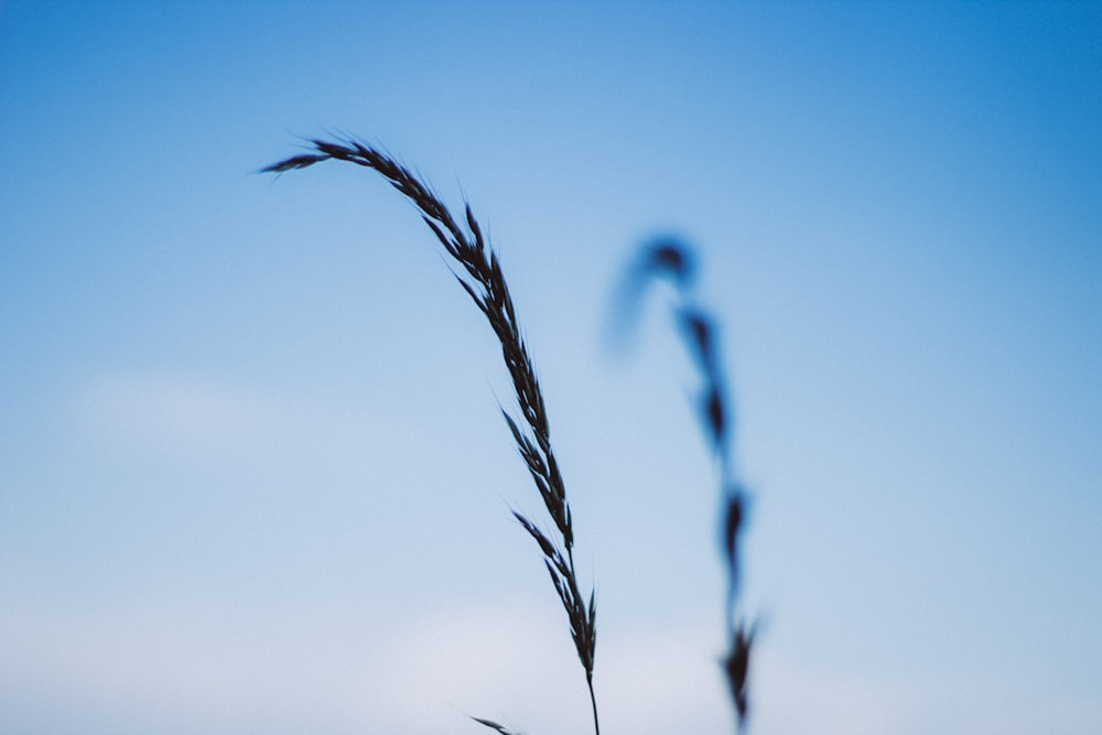 silhouette of grass under blue sky