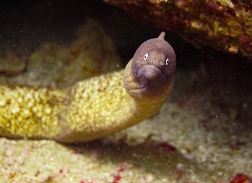 Un primer plano de un pez en un cuerpo de agua