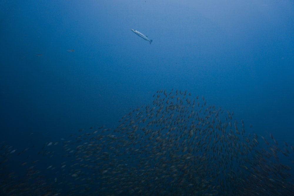 underwater photography of school of fish