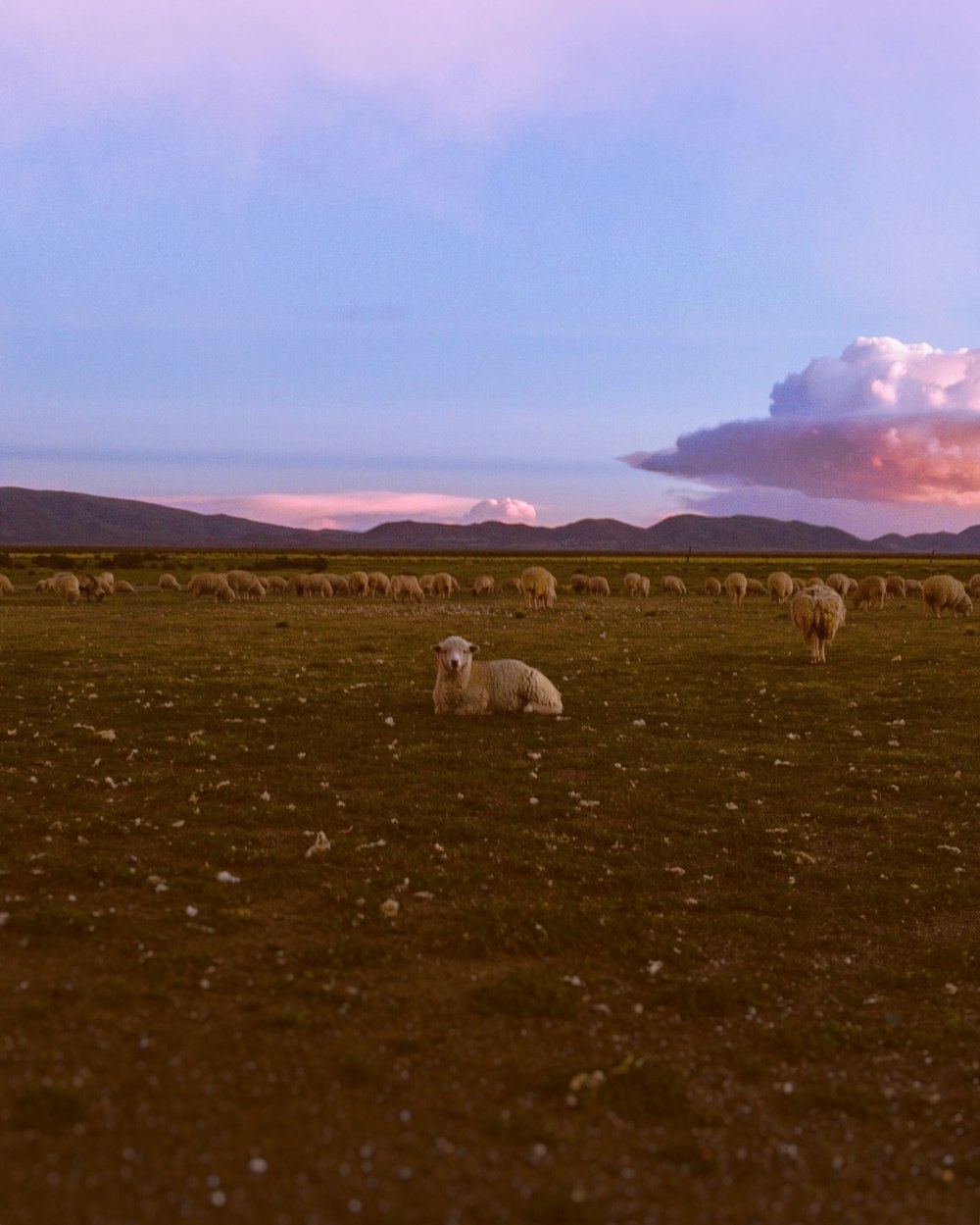 white sheeps under clear blue sky