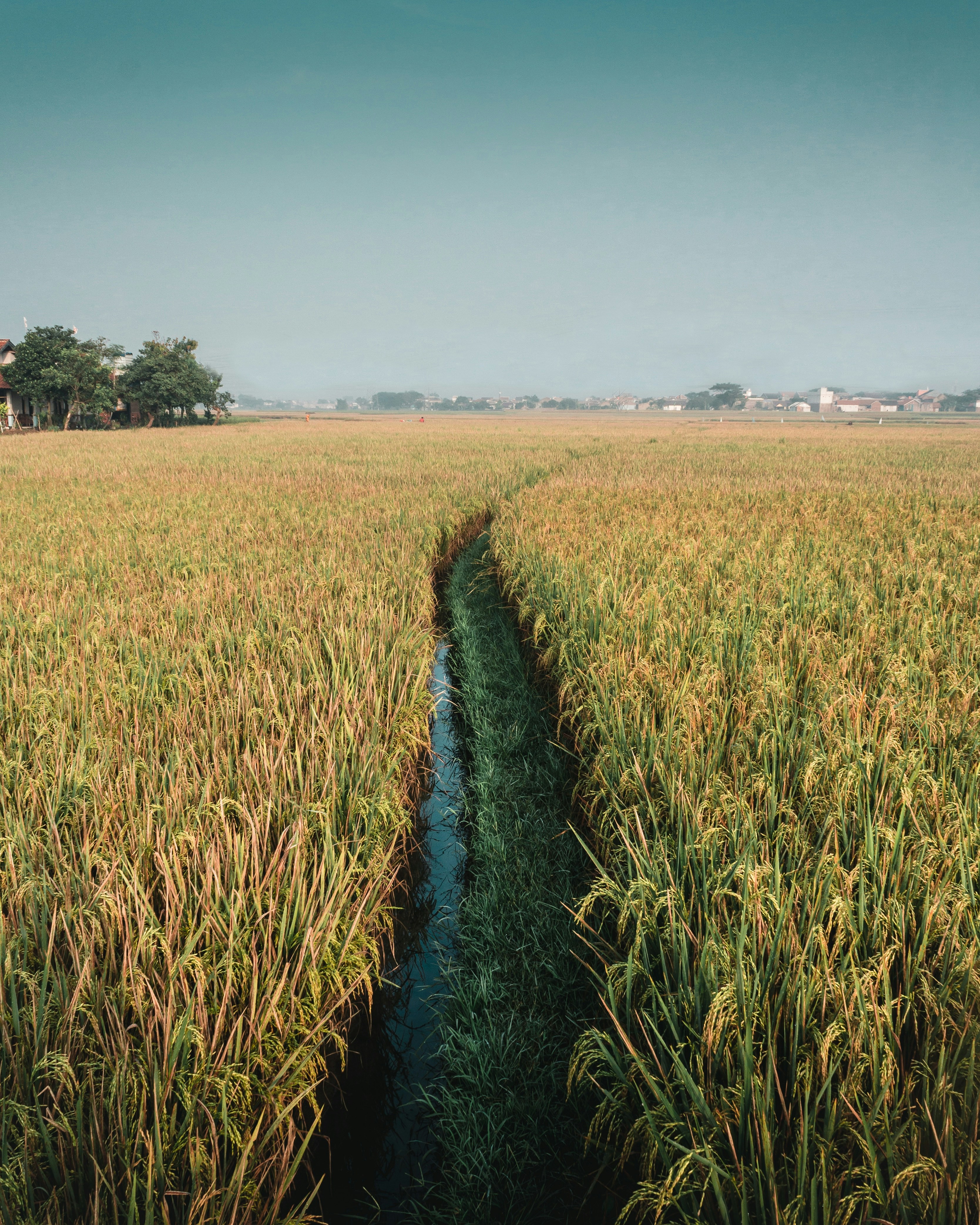 Brown rice field during daytime photo – Free Yellow Image on Unsplash