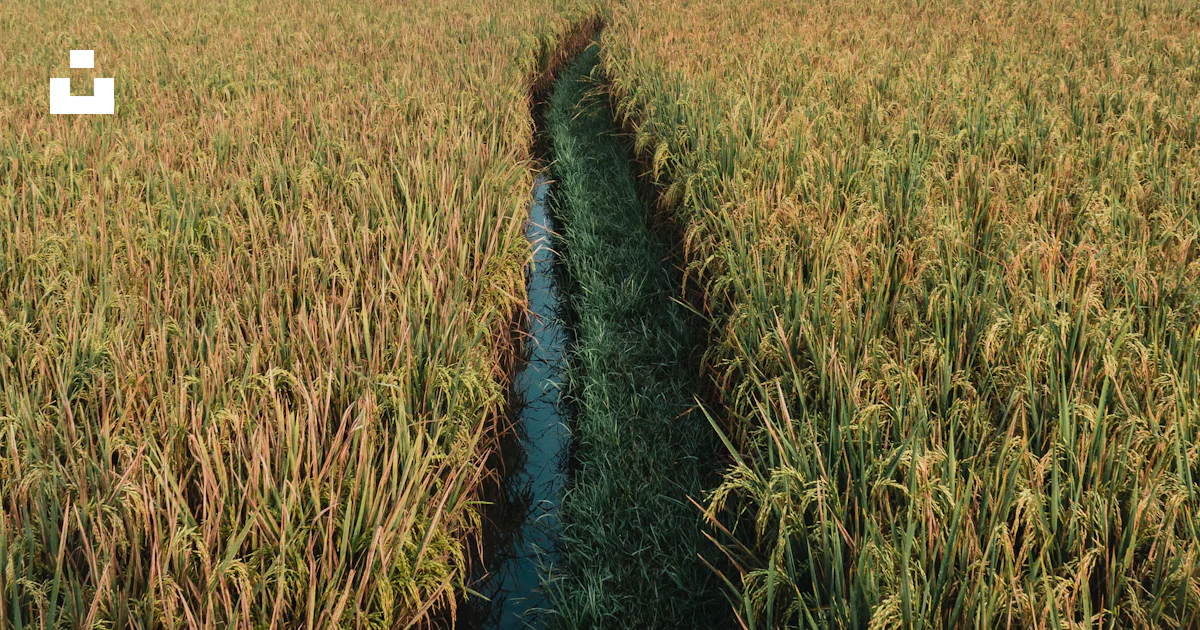 Rawfields Brown Rice Brown rice field during daytime photo – Free Yellow Image on Unsplash