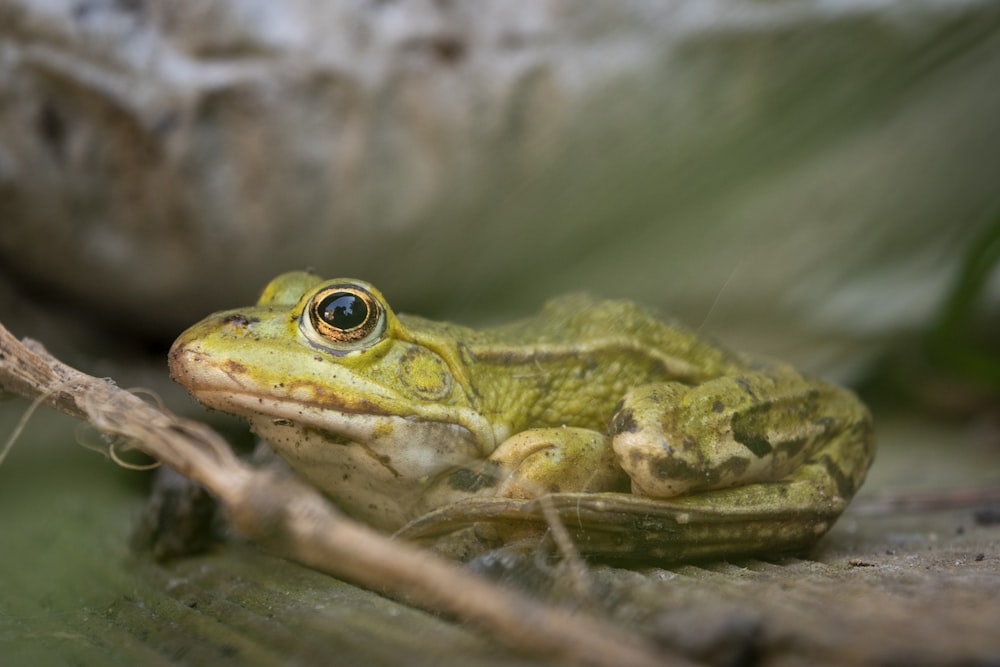 green frog