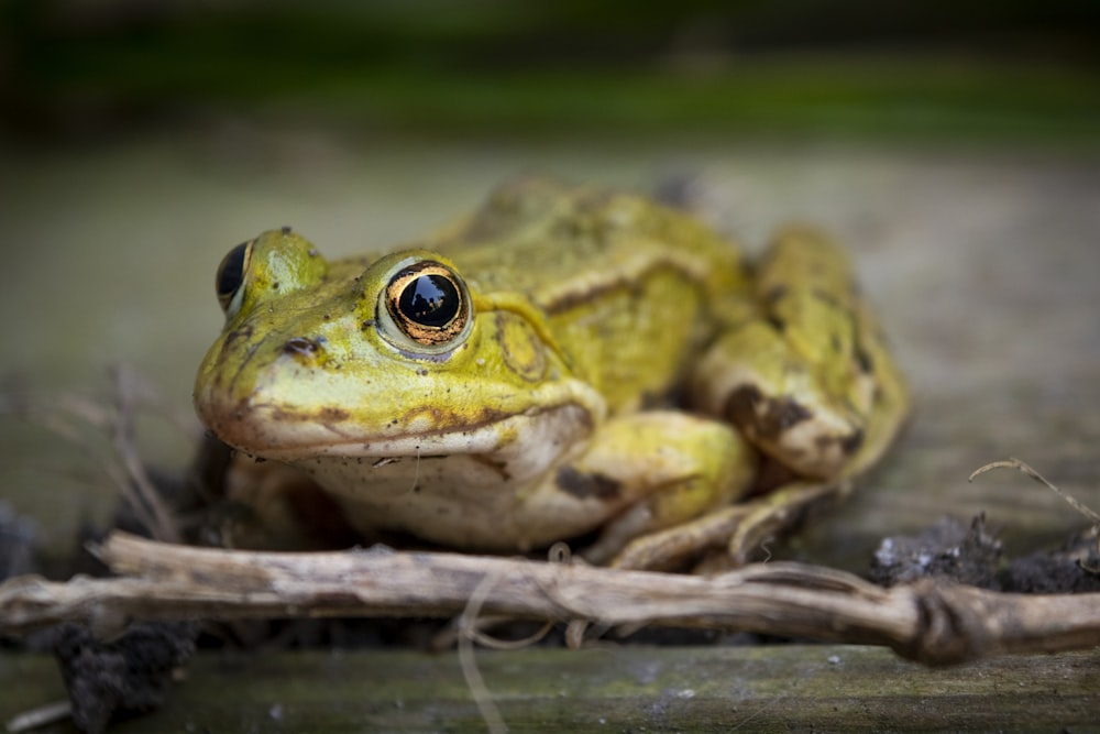 brown frog on green ground during daytime