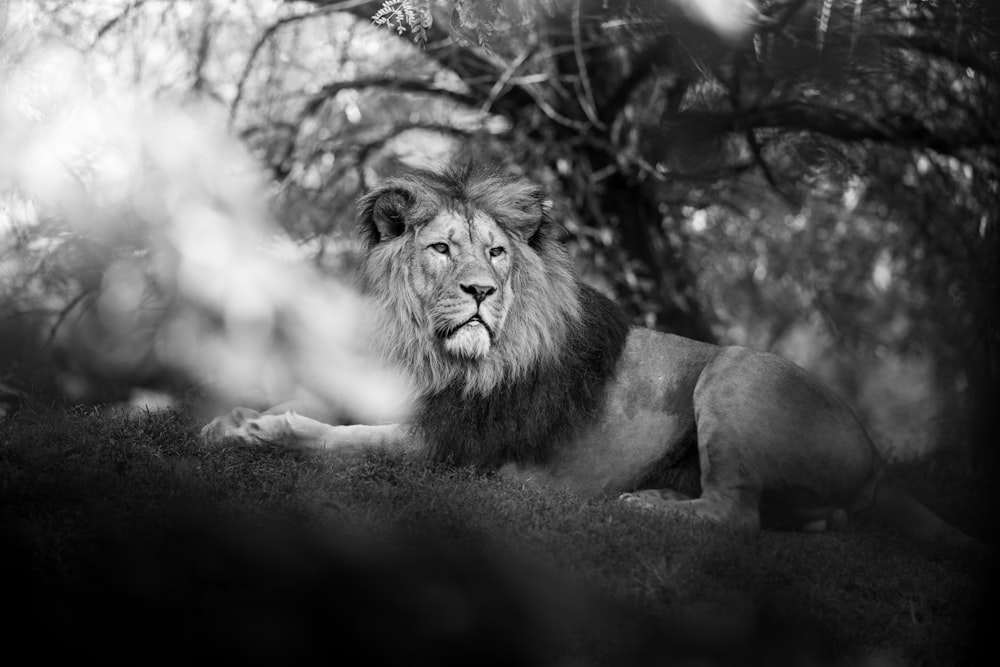 grayscale photography of male lion