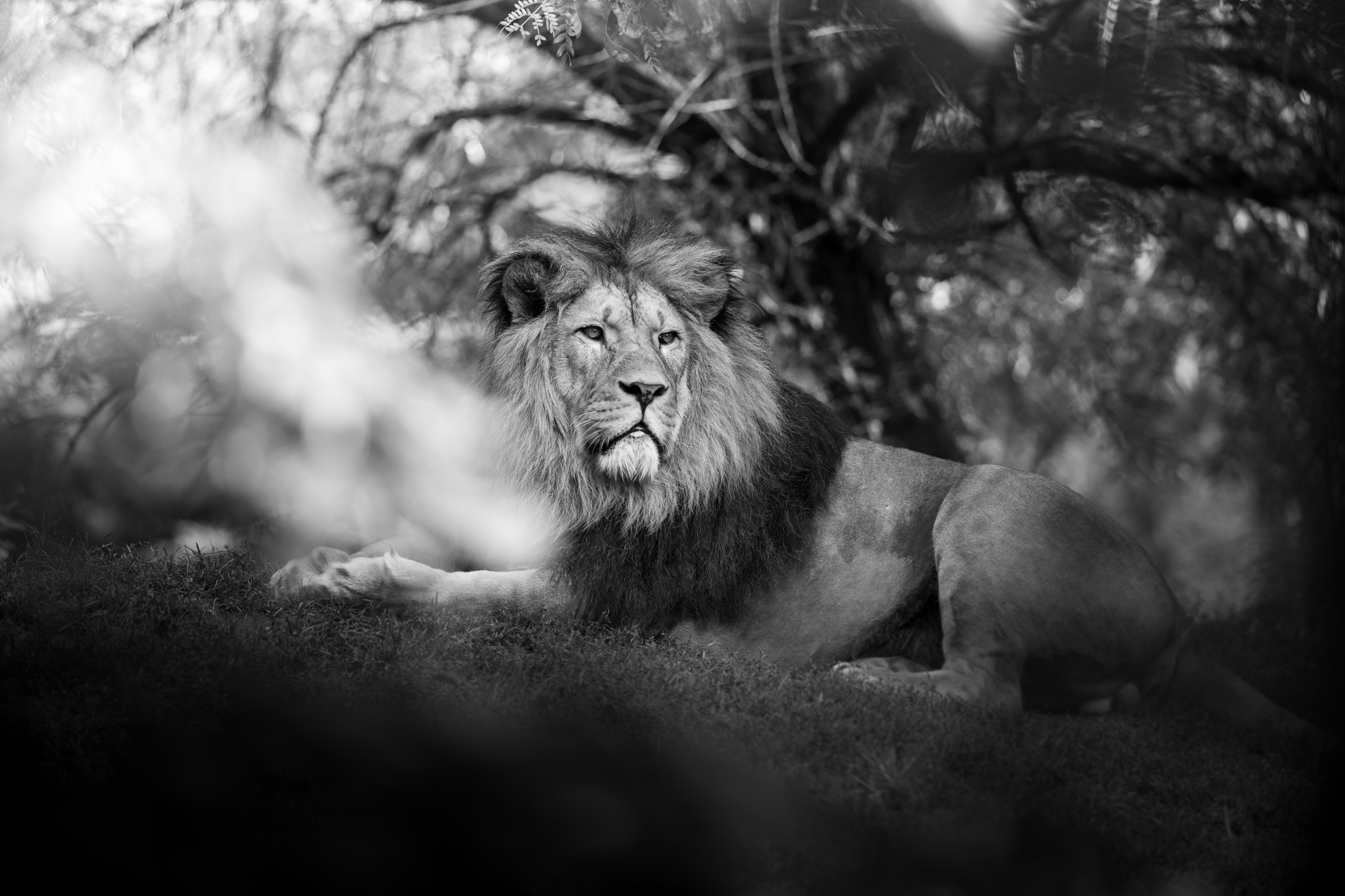 grayscale photography of male lion