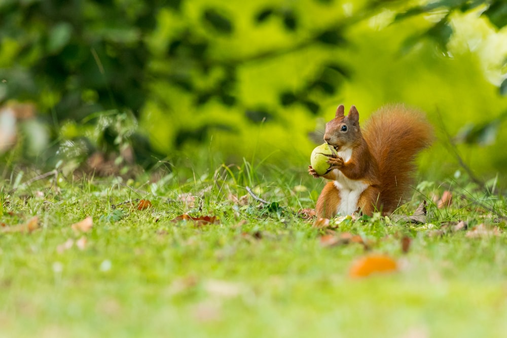 selective focus photography of squirrel holding nut