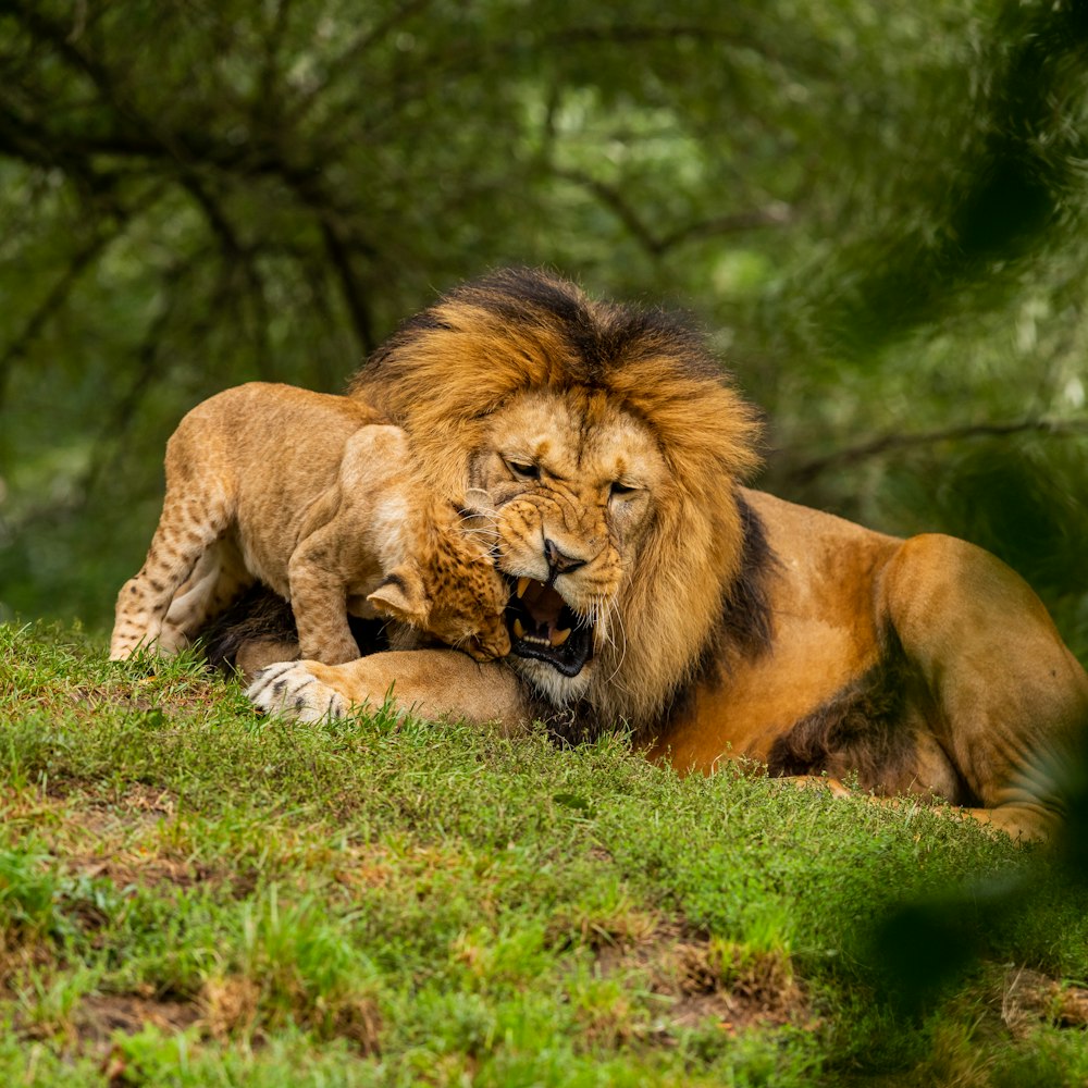 lion and lionees lying on grass field