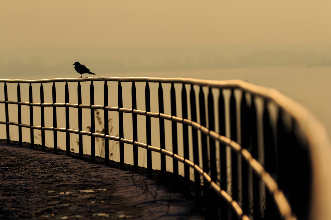 bird pearching on railing