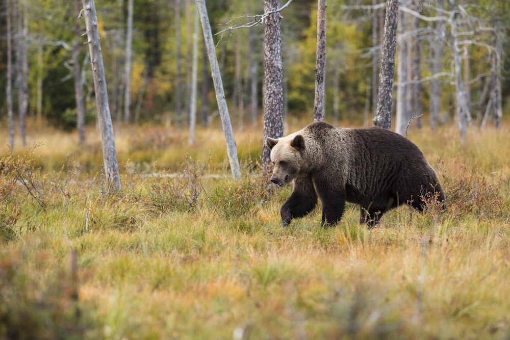 black bear near trees