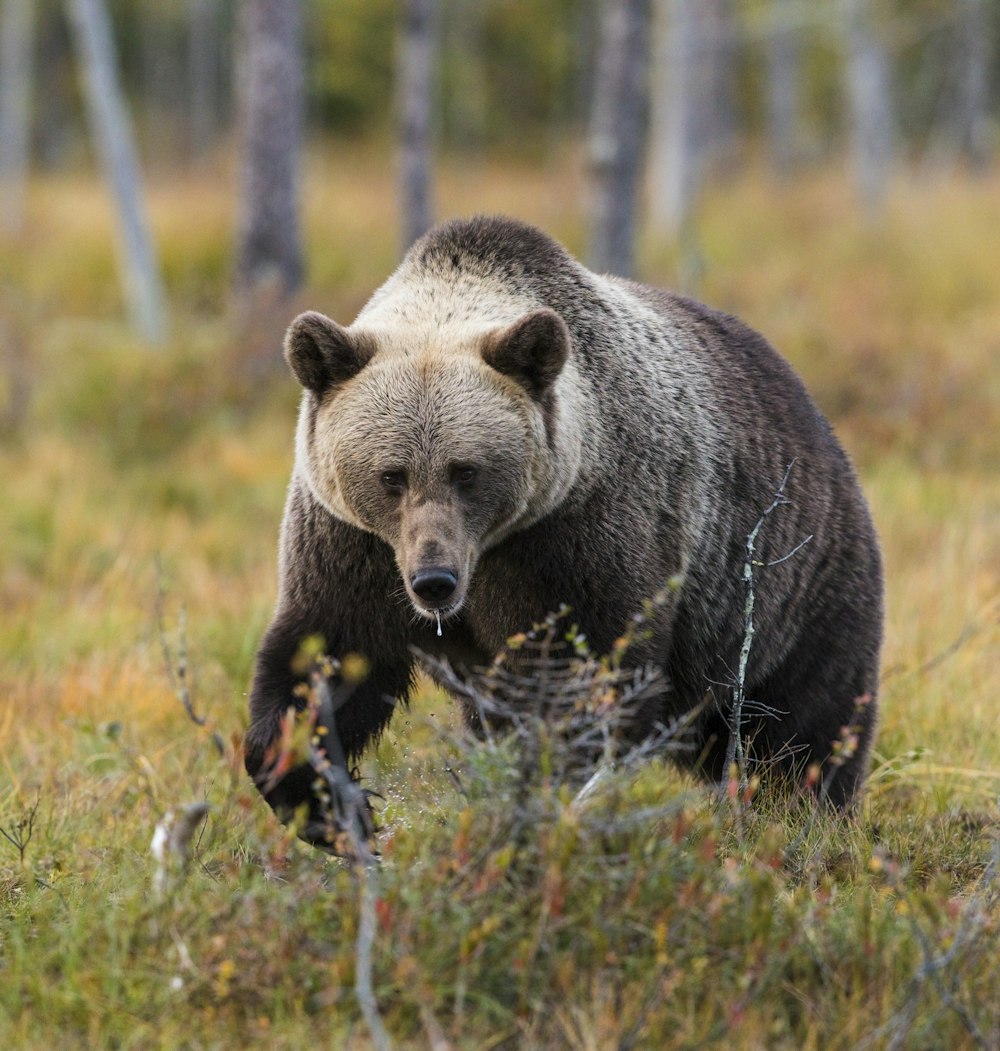 selective-focus photography of bear