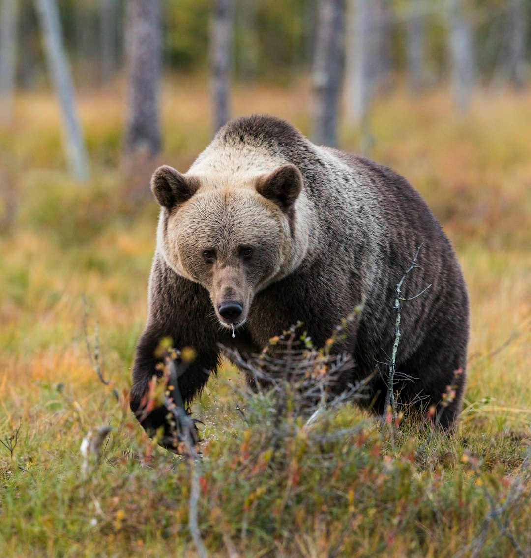 selective-focus photography of bear
