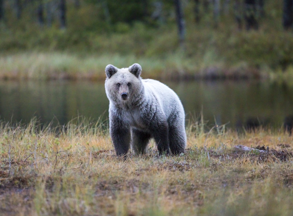 selective focus photography of gray and black bear