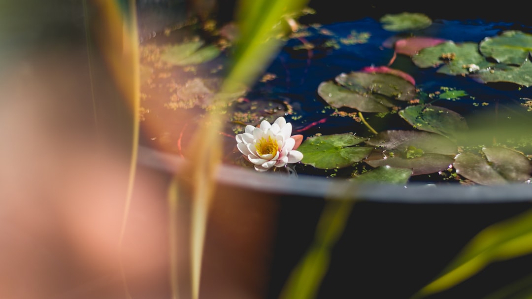 white petaled flower on body of water