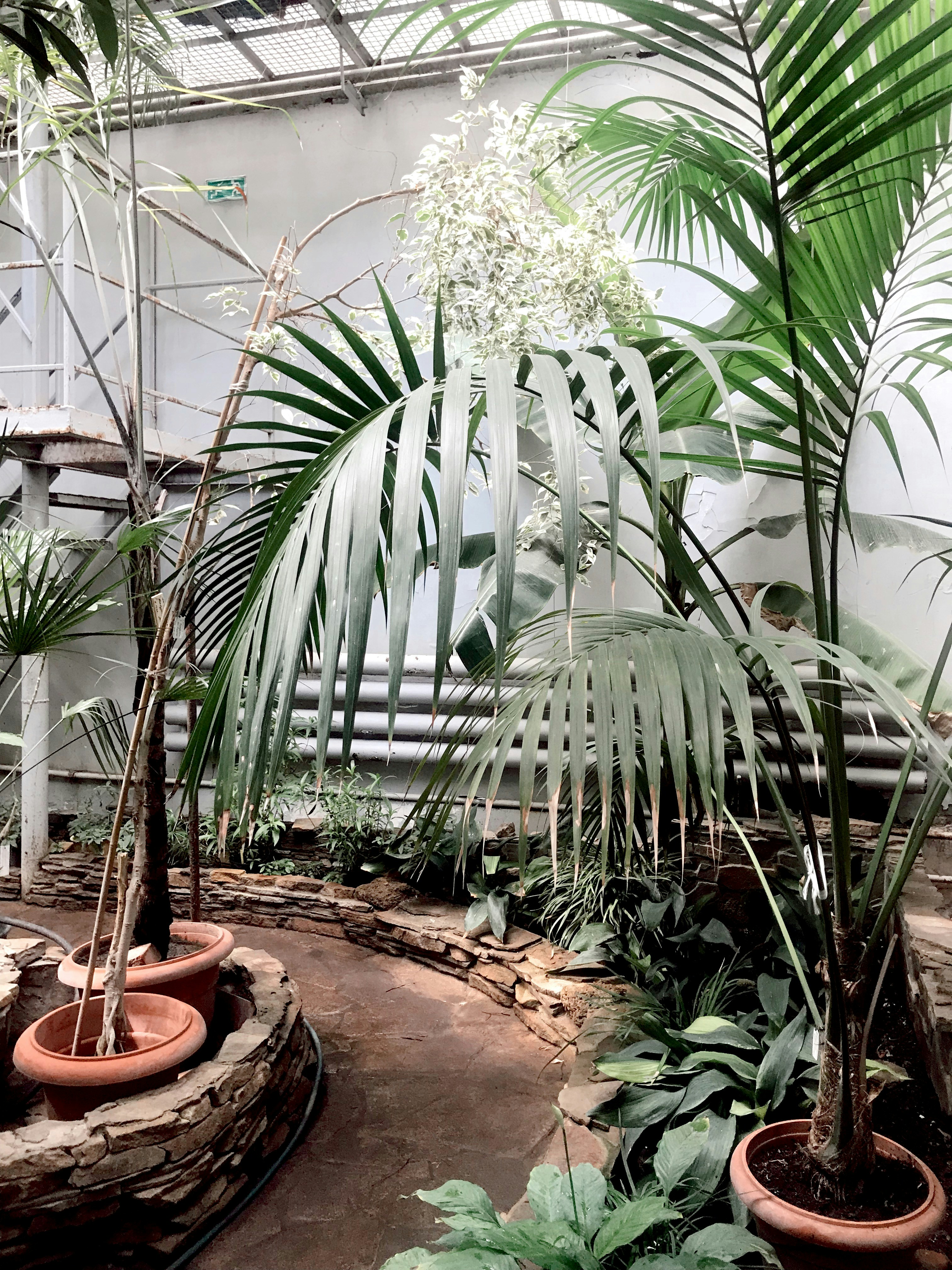 Local and Online Sources for Affordable Indoor grown Indica THCA and how to Compare Deals