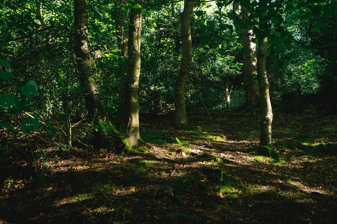 tall and green trees during daytime